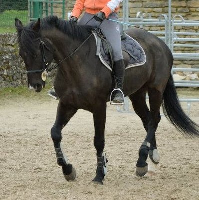 www.ferme-equestre-lagesse.com